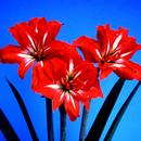 Hippeastrum Japanese: Double Ribbon