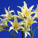 Hippeastrum Japanese: Piyo Piyo