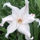 Hippeastrum Japanese: Shirio Harukaze