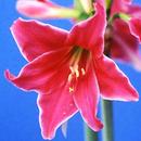 Hippeastrum Japanese: Petite Kagayahime