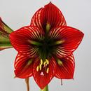 Hippeastrum Japanese: Devils Smile
