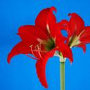 Hippeastrum Japanese: Shoka no Kagayaki