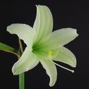 Hippeastrum Japanese: Green Lady