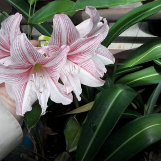 Amaryllis Reticulatum hybrid (small bulbs)