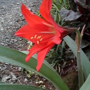 Amaryllis Reginae