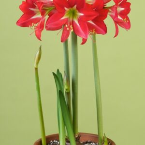 Amaryllis Klister STRIPED GARDEN