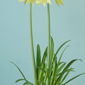 Amaryllis Klister YELLOW GARDEN