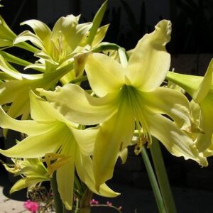 Amaryllis Parodii "Germa"