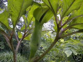 ARISAEMA TORTUOSUM