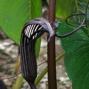 ARISAEMA Costatum