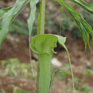 ARISAEMA Consanguineum
