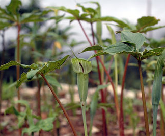 ARISAEMA Jaquemontii