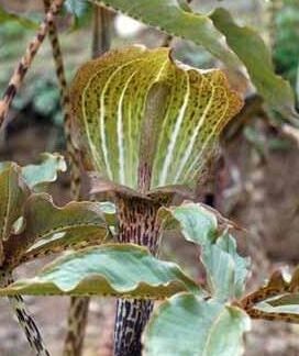 ARISAEMA Nenepthoides