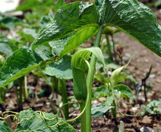 ARISAEMA Intermedium