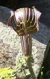 ARISAEMA Propinquum