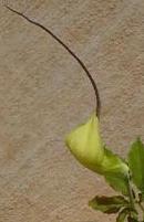 ARISAEMA Helleborifolium