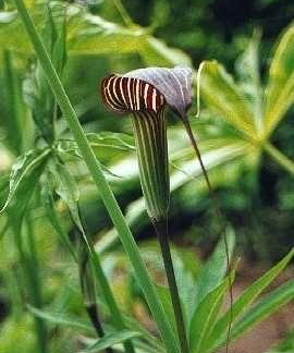 Arisaema Concinnum