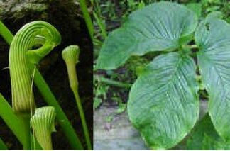 ARISAEMA GALEATUM