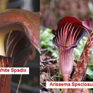 ARISAEMA SPECIOSUM VAR. MIRABLE