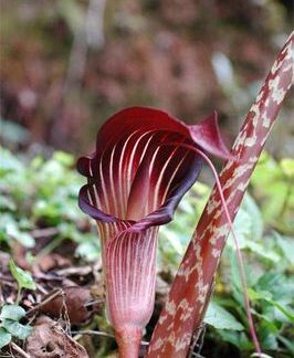 ARISAEMA SPECIOSUM VAR. MIAGNIFICUM