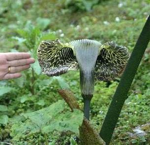Arisaema Griffithii Var Pradhanii