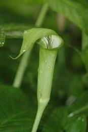 ARISAEMA Album