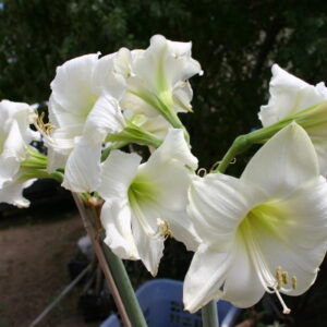 Amaryllis White Baby®