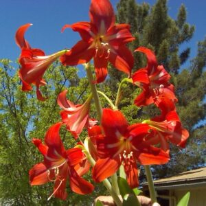 Heirloom Amaryllis Voodoo SMALL BULBS
