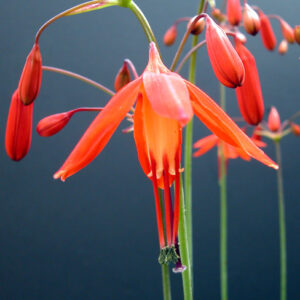 Bessera Elegans