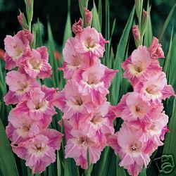 GLADIOLUS TOUT A TOI