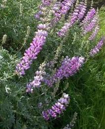 Blue Lupine 1 ounce