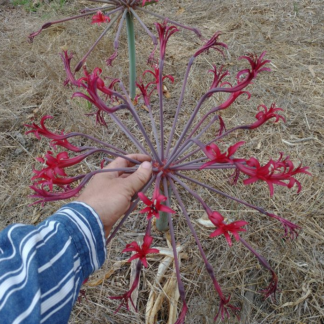 Brunsvigia Josephinae