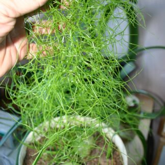 BOWIEA VOLUBILIS " SEA ONION "