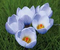 Crocus BLUE PEARL