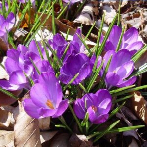25 Crocus Species Mix