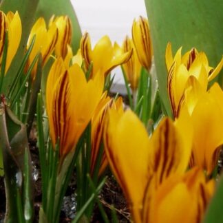 Crocus Fuscotinctus