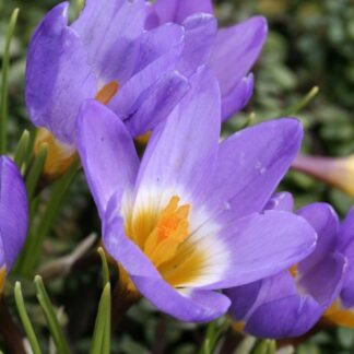 Crocus Tricolor