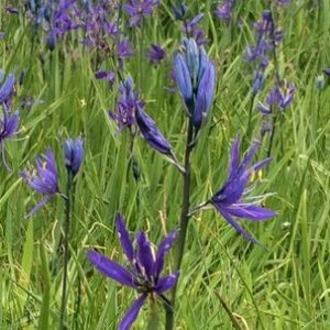 Camassia Quamash