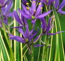 Camassia Quamash