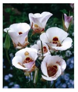 Calochortus Venstus