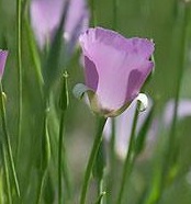 Calochortus:  A Mix of Pink, Lilac and Cream Flowers