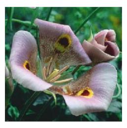 Calochortus:  A Mix of Pink, Lilac and Cream Flowers