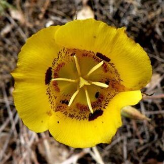 Calochortus Golden Orb