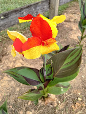 Canna CLEOPATRA