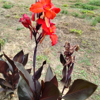 Canna AUSTRALIA