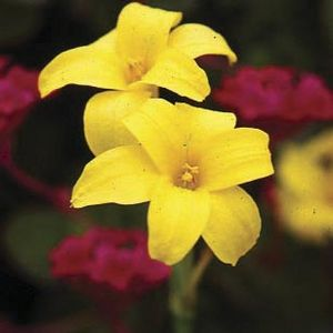 Chlidanthus Fragrans