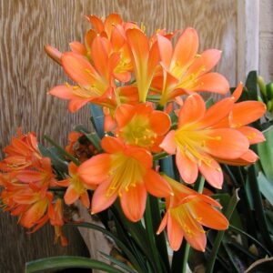 CLIVIA MINIATA (new import)