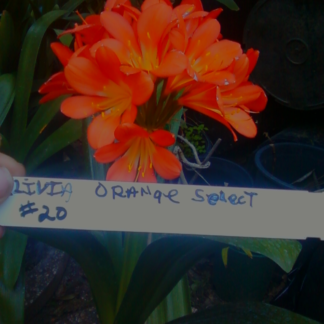 CLIVIA MINIATA Orange (trimmed)