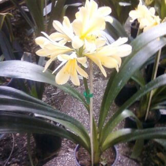 CLIVIA MINIATA Yellow (trimmed)
