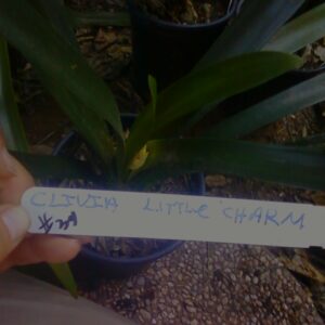 CLIVIA MINIATA Little Charm